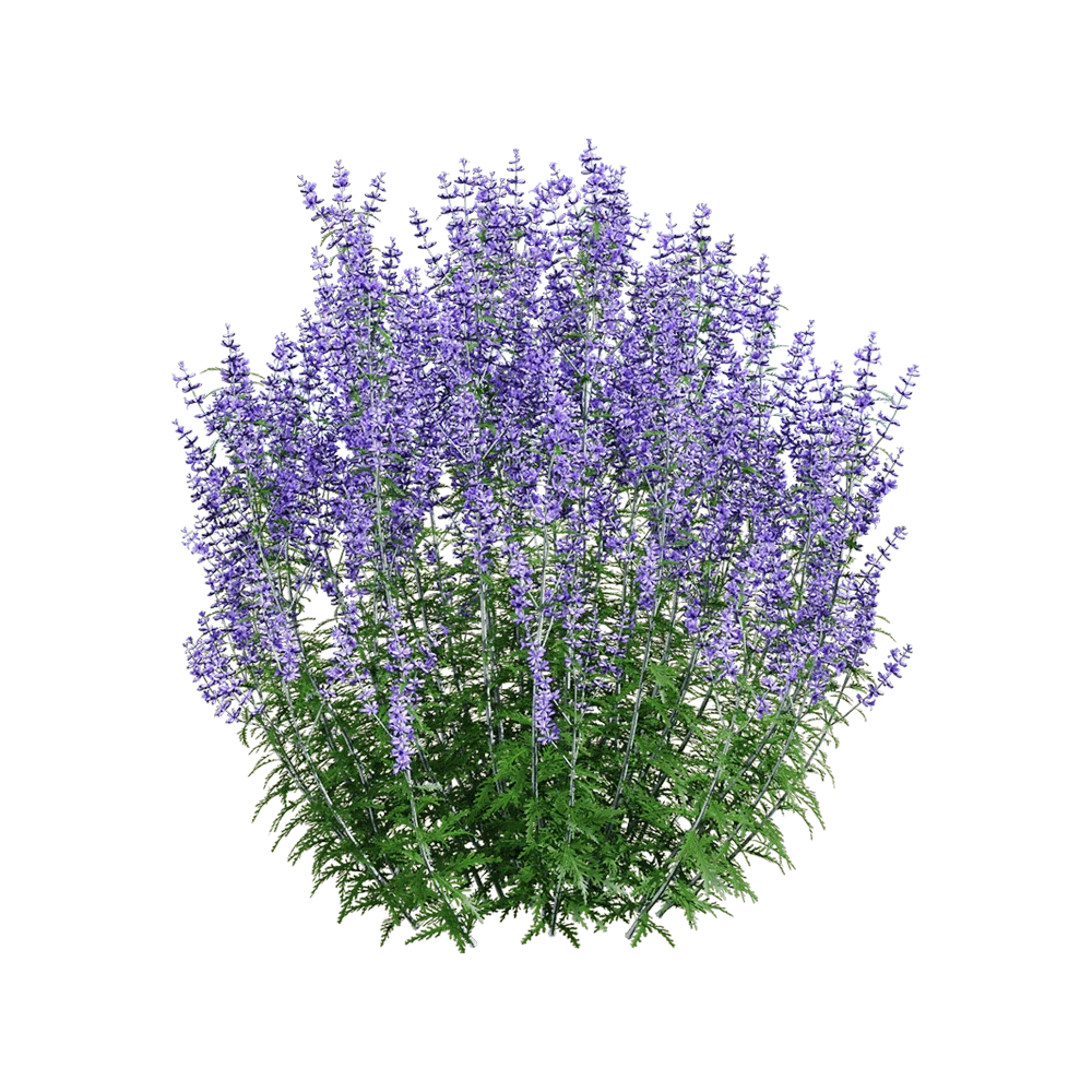 Perovskia atriplicifolia Plant with Purple Flowers