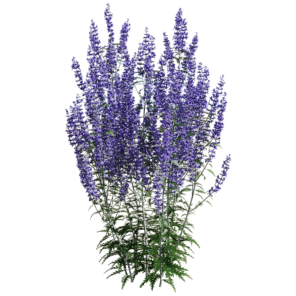 Perovskia atriplicifolia Flowering Plant with Purple Blossoms