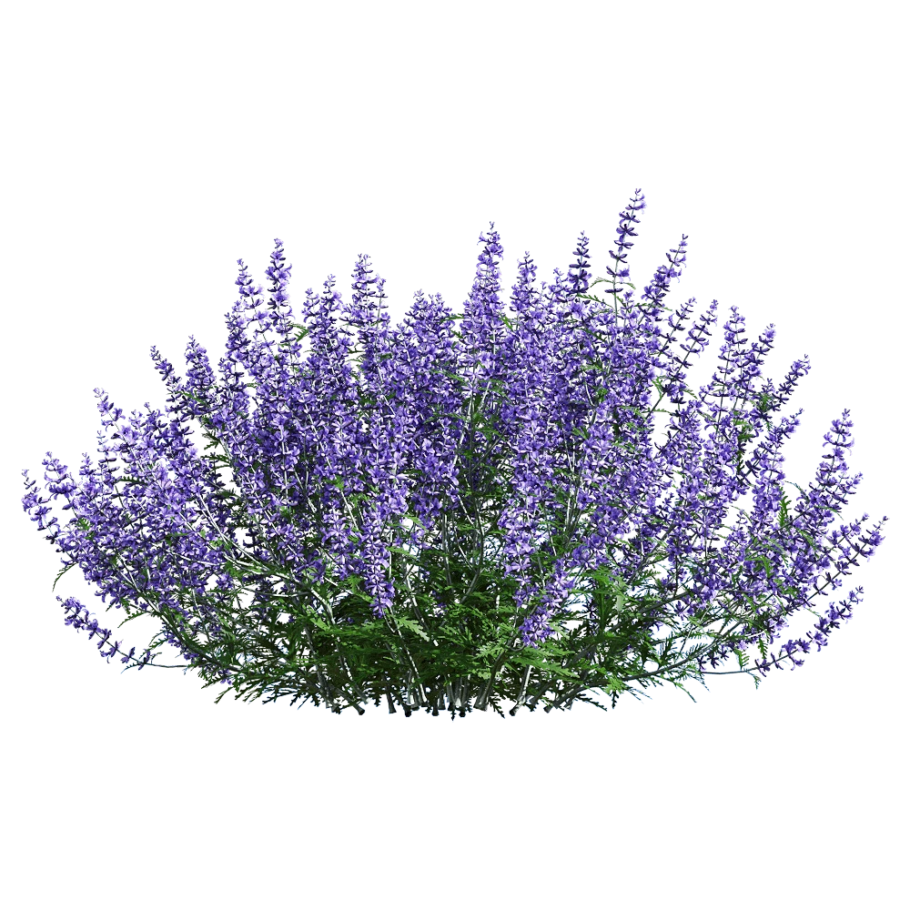 Perovskia atriplicifolia Plant with Purple Flowers