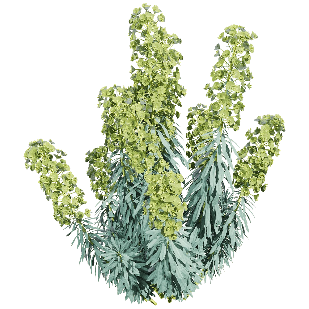 Euphorbia characias Plant with Green-Yellow Flowers