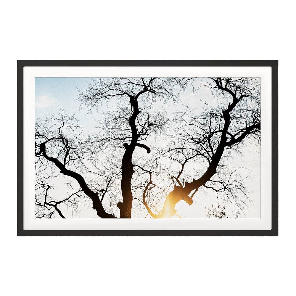Picture with Branches in the Sun
