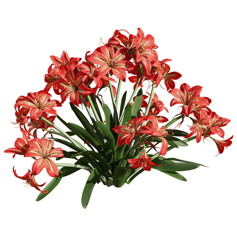 Flowering Plant with Red and White Flowers