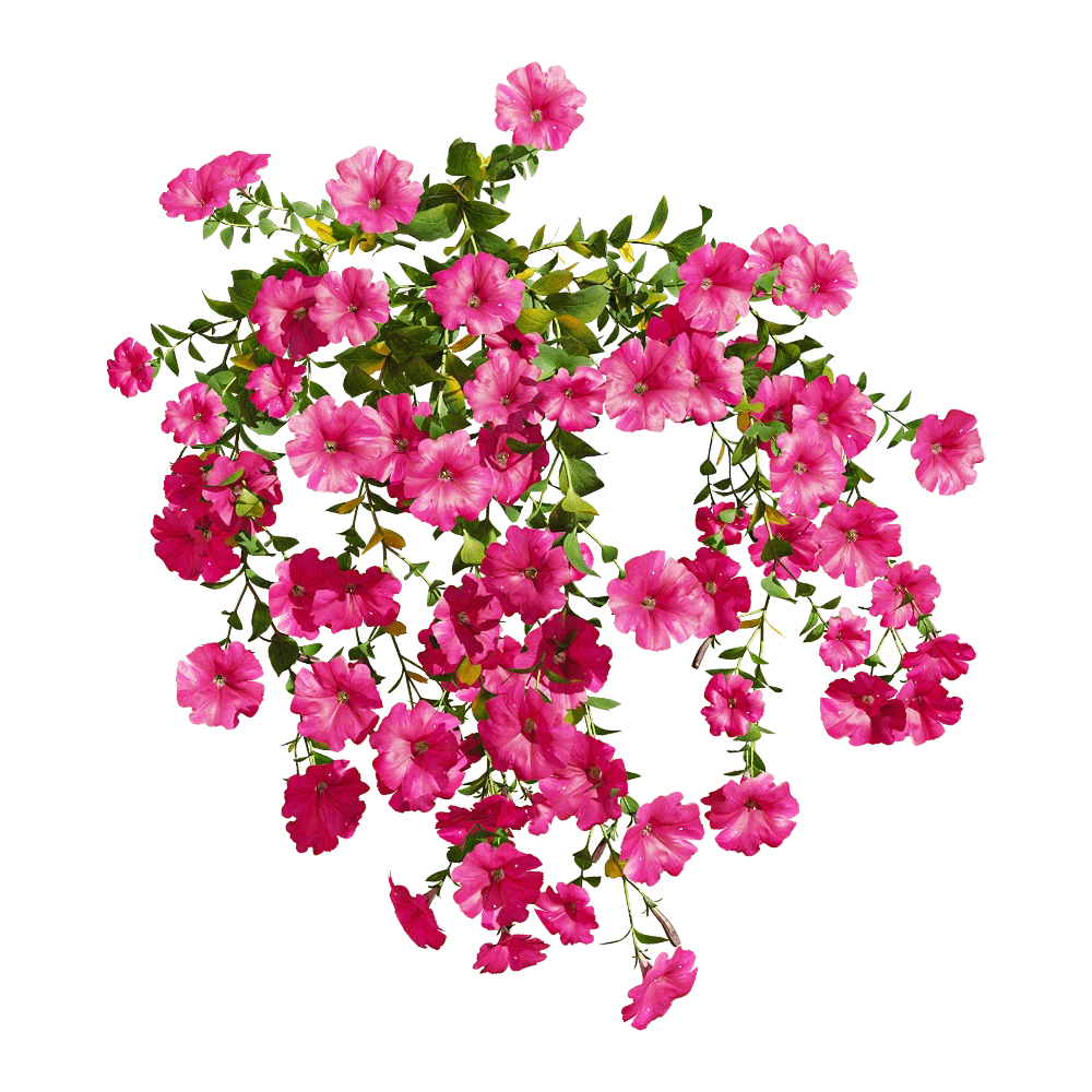 Petunia Plant with Vibrant Pink Flowers
