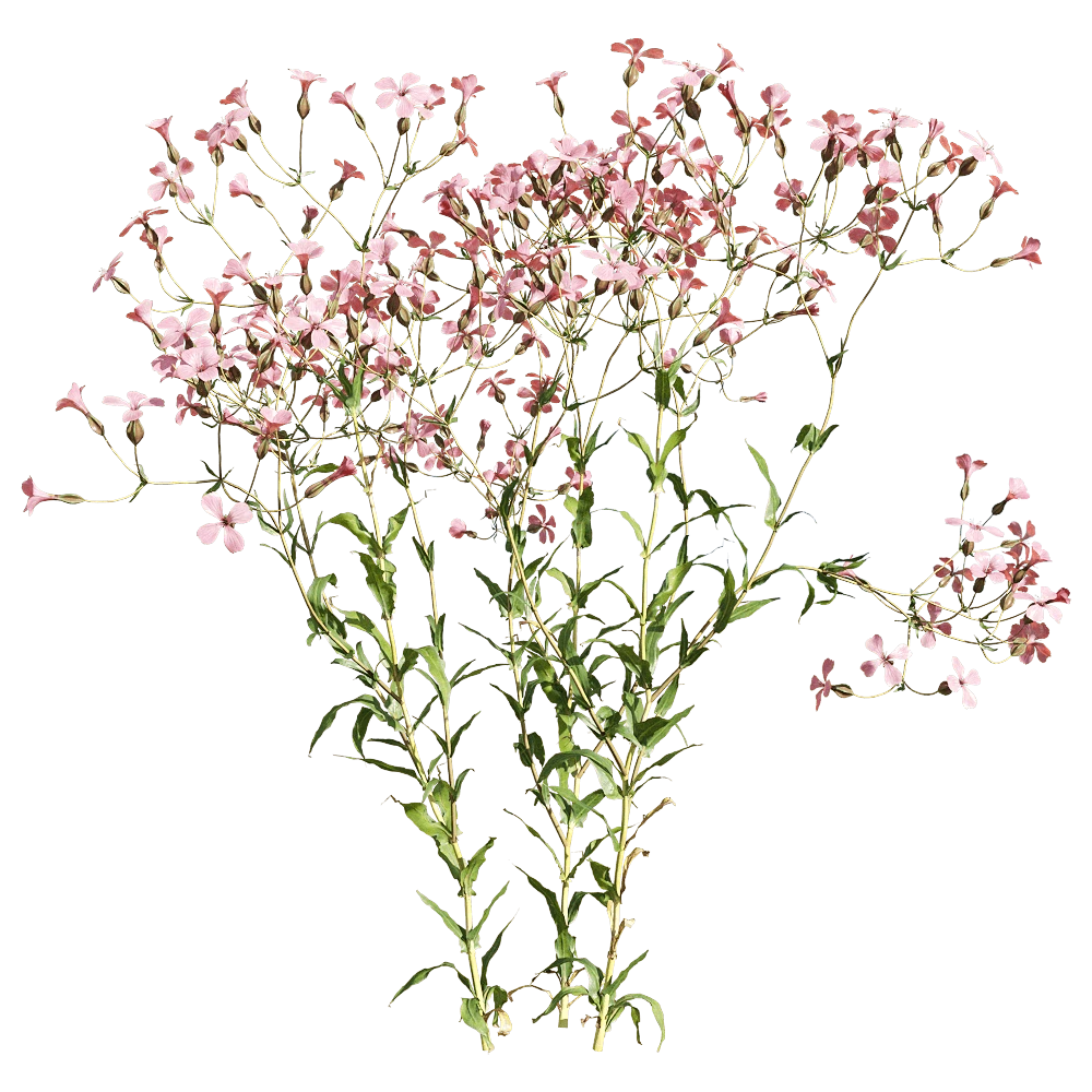 Flowering Plant with Delicate Pink Blooms