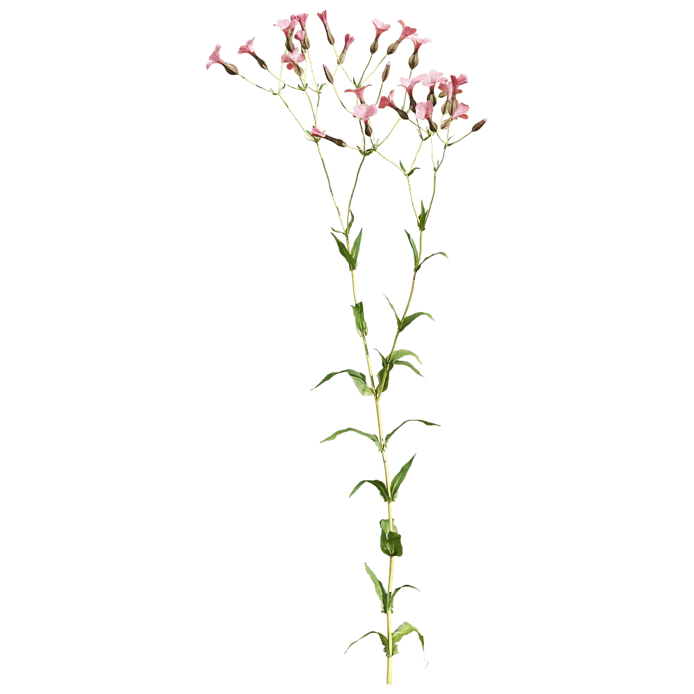 Flowering Plant Vaccaria hispanica