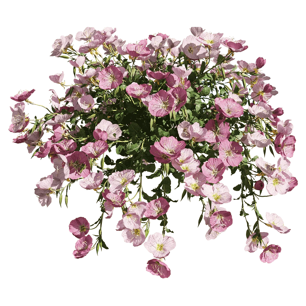 Flowering Plant with Pink Blossoms