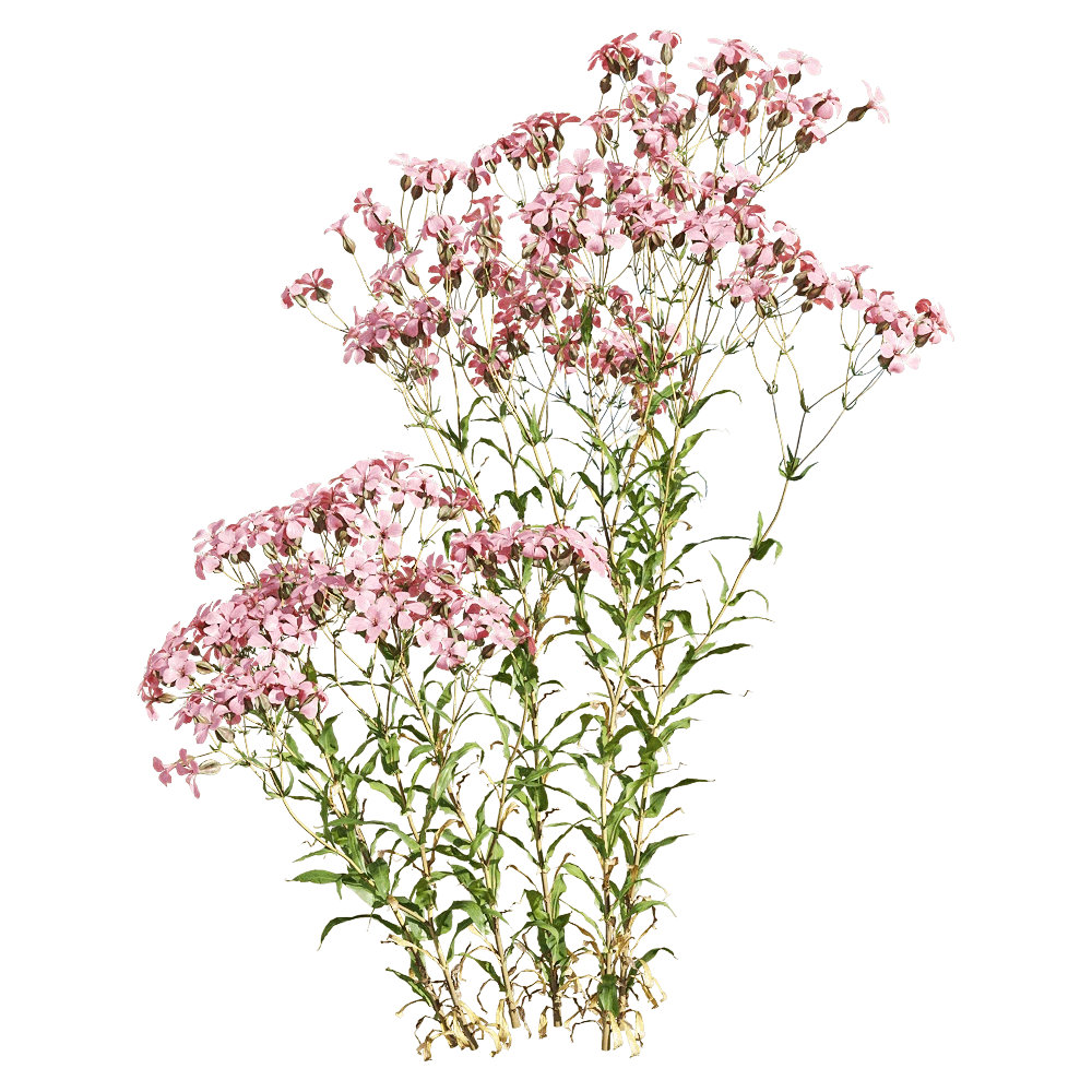 Flowering Plant with Delicate Pink Blossoms