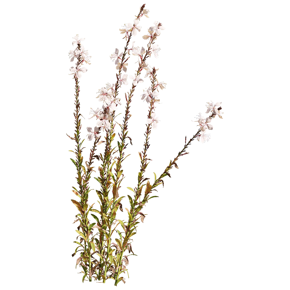 Flowering Plant with Delicate White Flowers