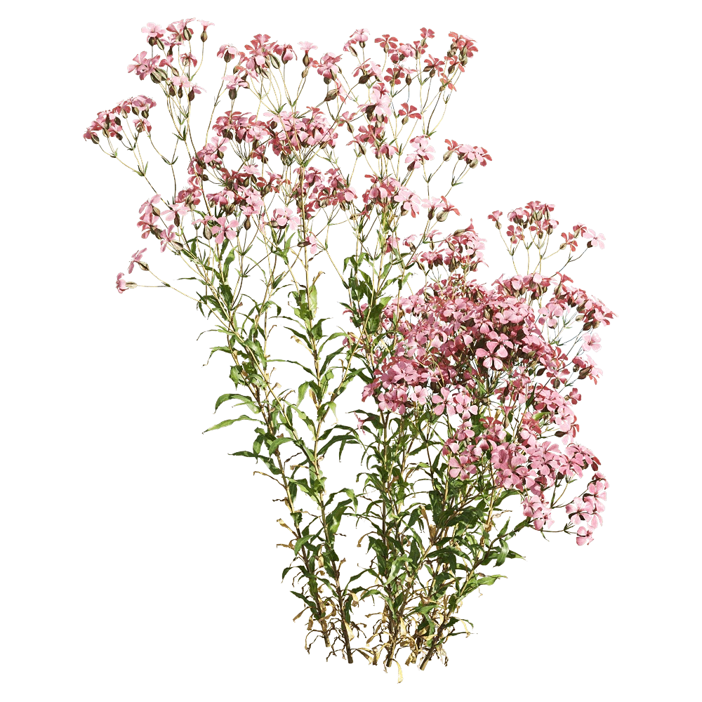 Flowering Plant with Pink Blossoms