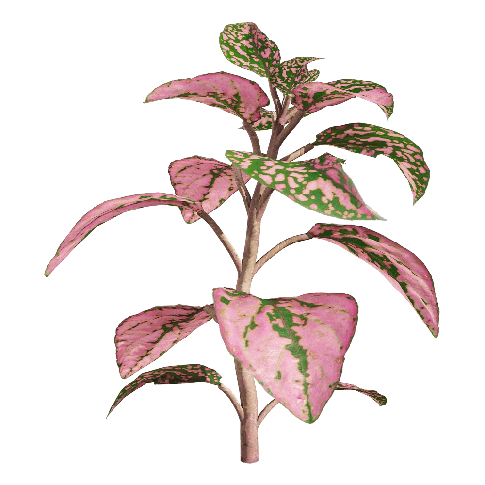 Fittonia albivenis Plant with Pink and Green Leaves