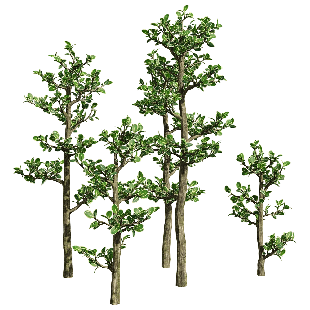 Serissa Japonica Plants with Variegated Foliage