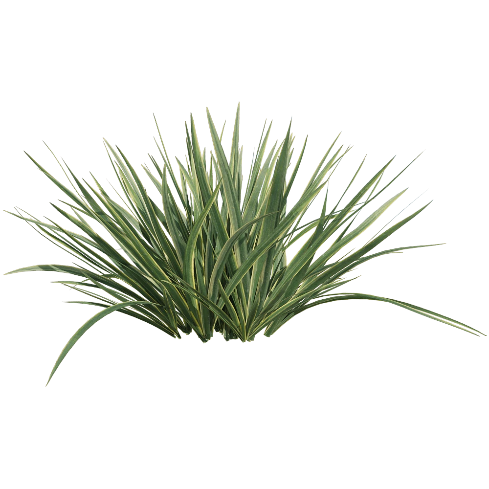 Decorative Plant with Variegated Foliage