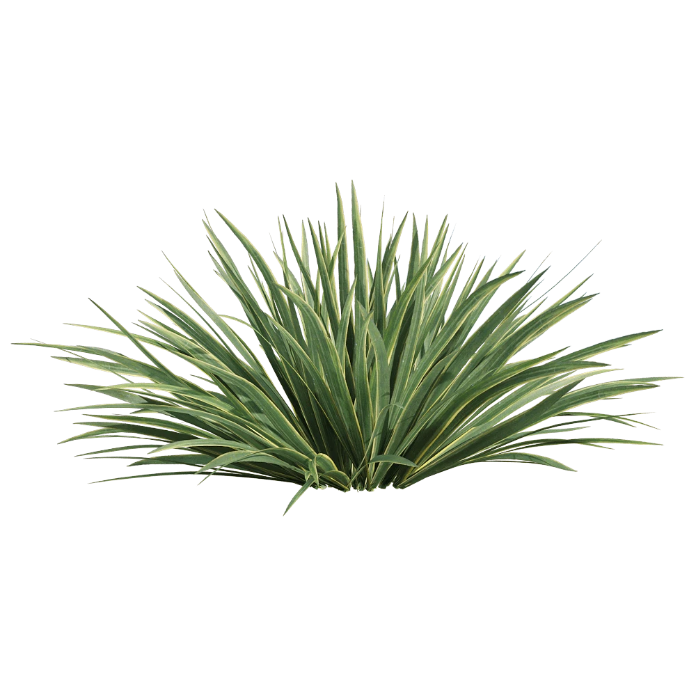 Acorus calamus plant with variegated leaves