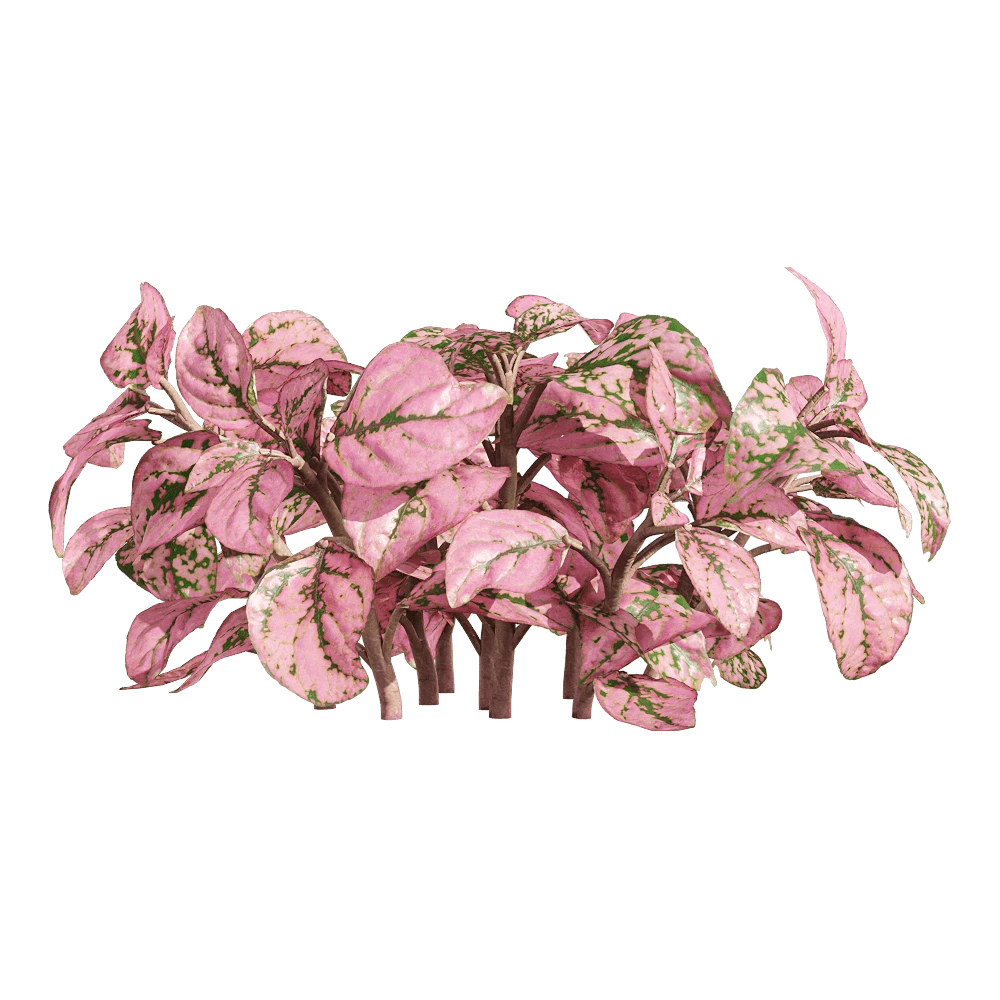 Fittonia albivenis Plant with Pink and Green Variegated Leaves