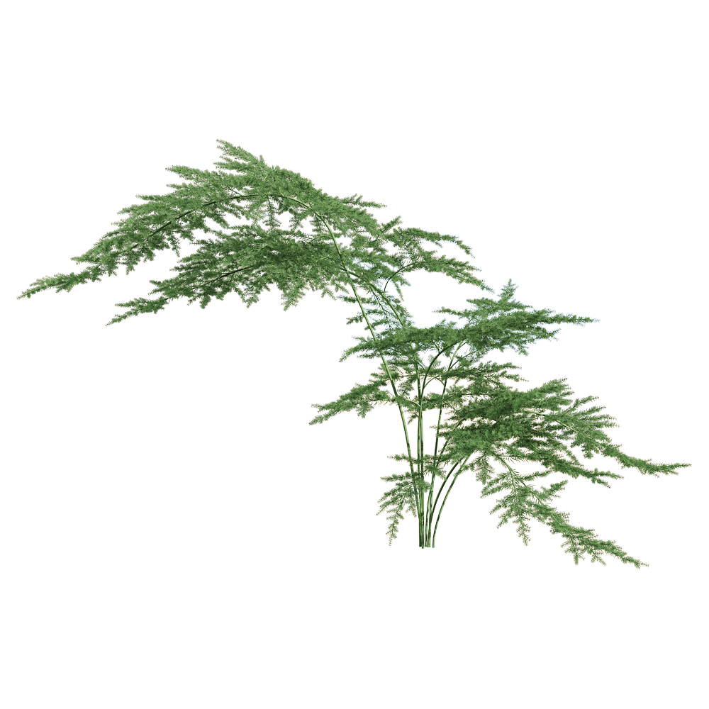 Asparagus setaceus 1 - Scarica il modello 3D (38392) | zeelproject.com