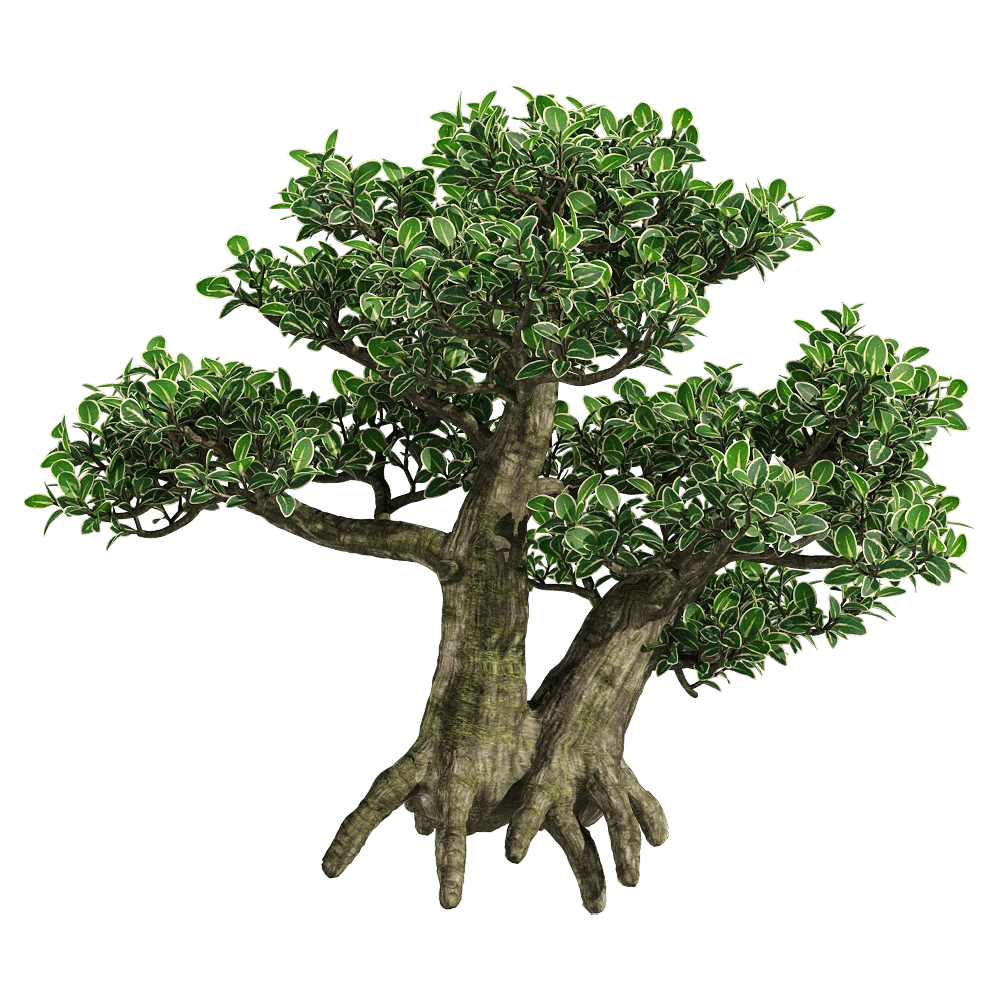 Bonsai Tree with Variegated Leaves