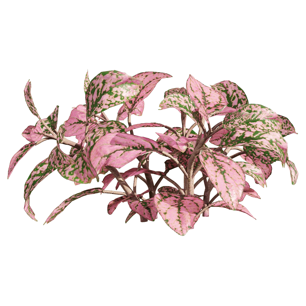 Foliage Plant with Pink and Green Variegated Leaves