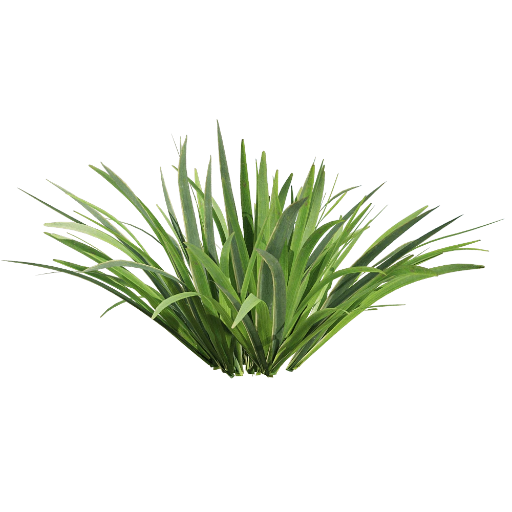 Acorus calamus Plant with Lush Green Foliage