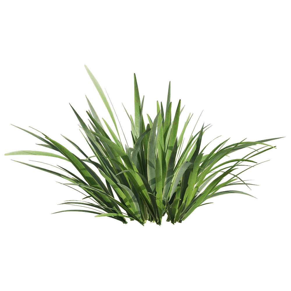 Ornamental Plant with Green Foliage