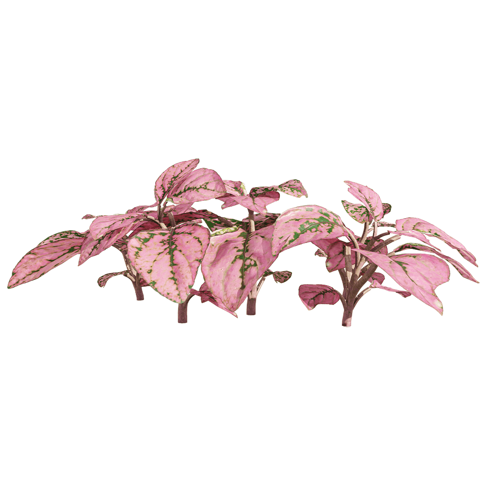 Растения 1