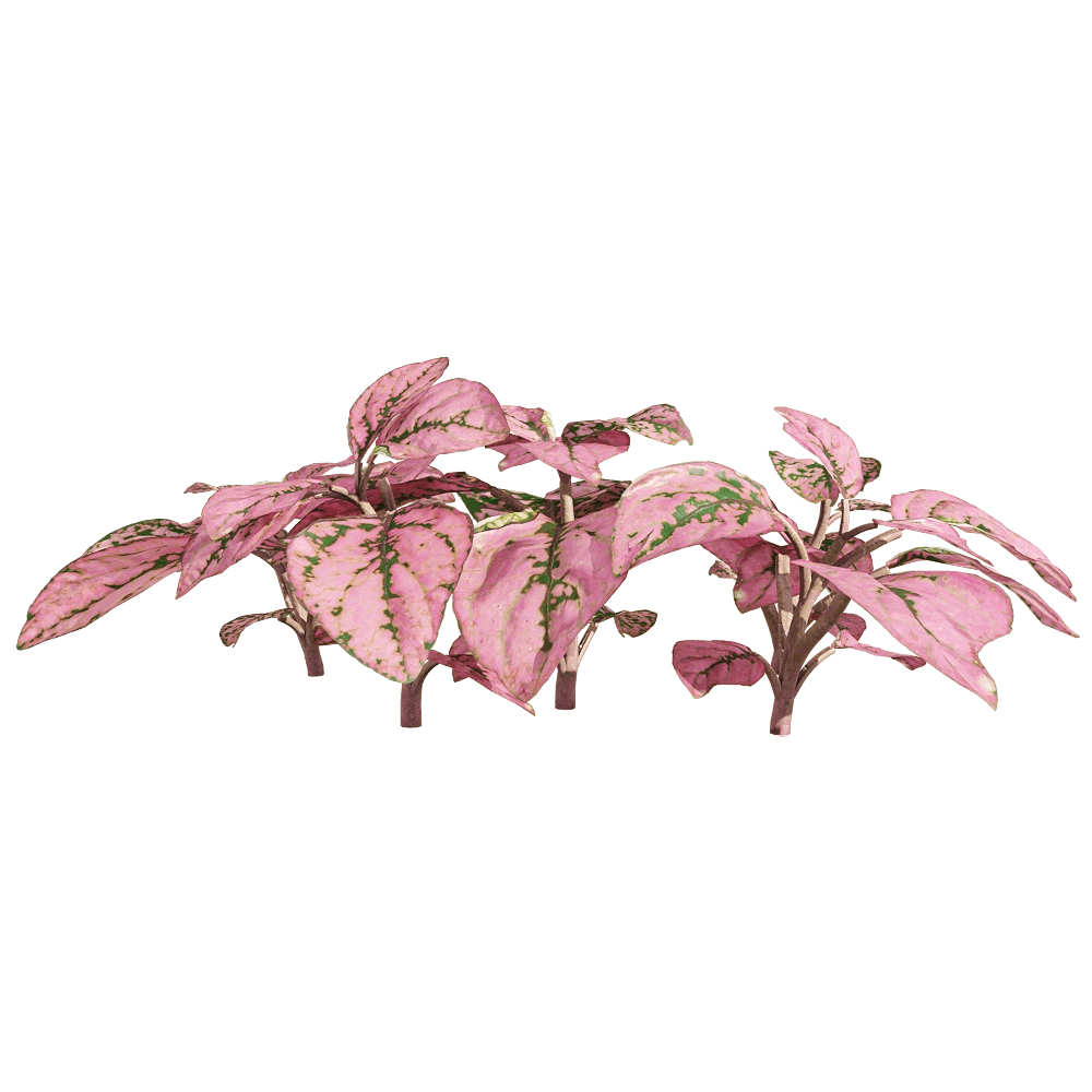 Fittonia albivenis Plant with Pink and Green Leaves