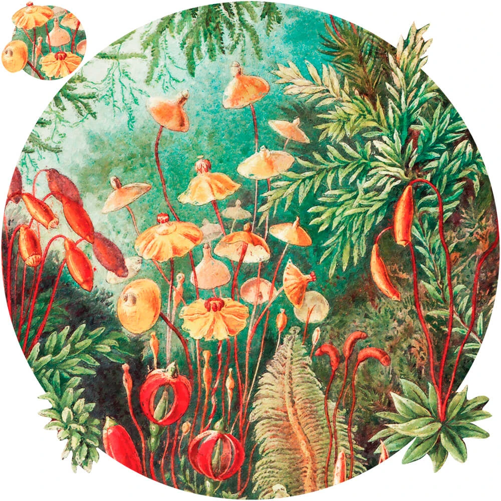 Wallpaper Wall Art Fairytale Vivid round