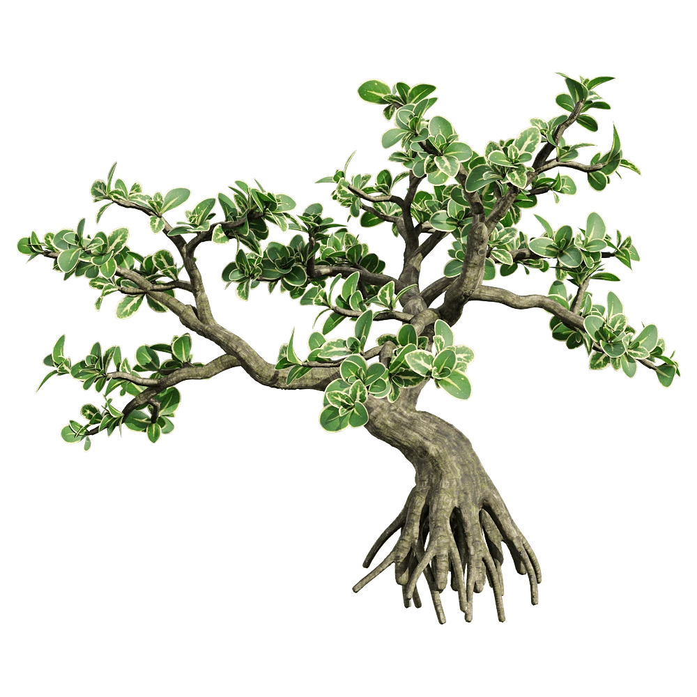Realistic Serissa Japonica Bonsai Plant