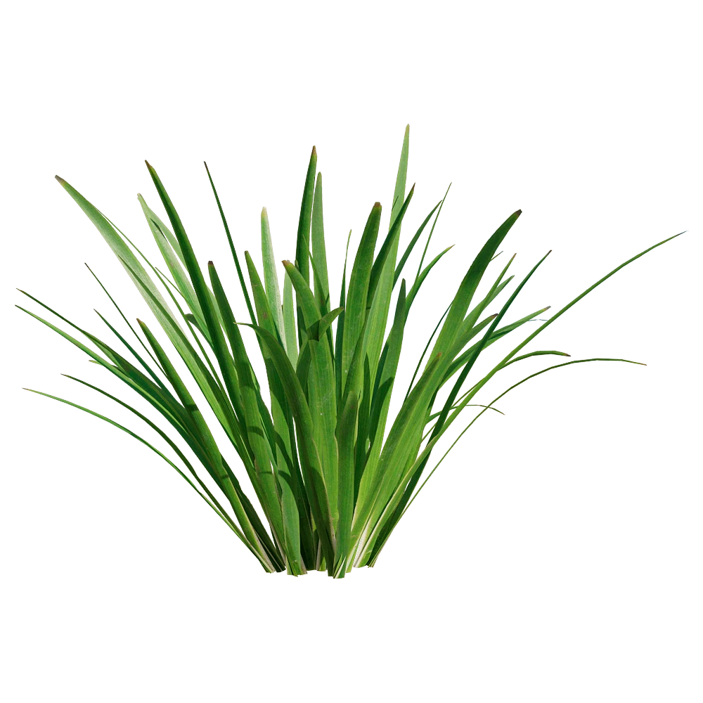 Acorus Calamus Plant with Green Foliage