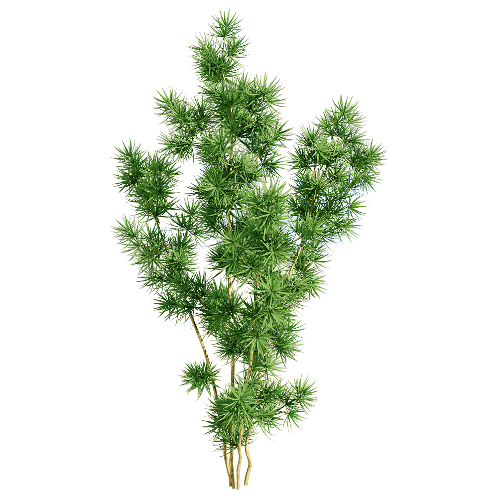 Asparagus retrofractus 5 - 3D-Modell herunterladen (39347 ...