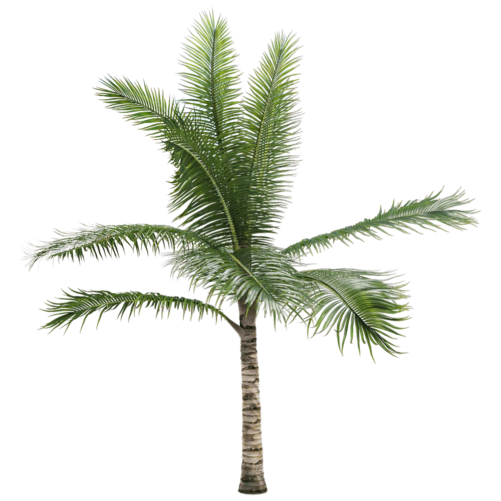 Palm Tree with Green Fronds and Textured Trunk