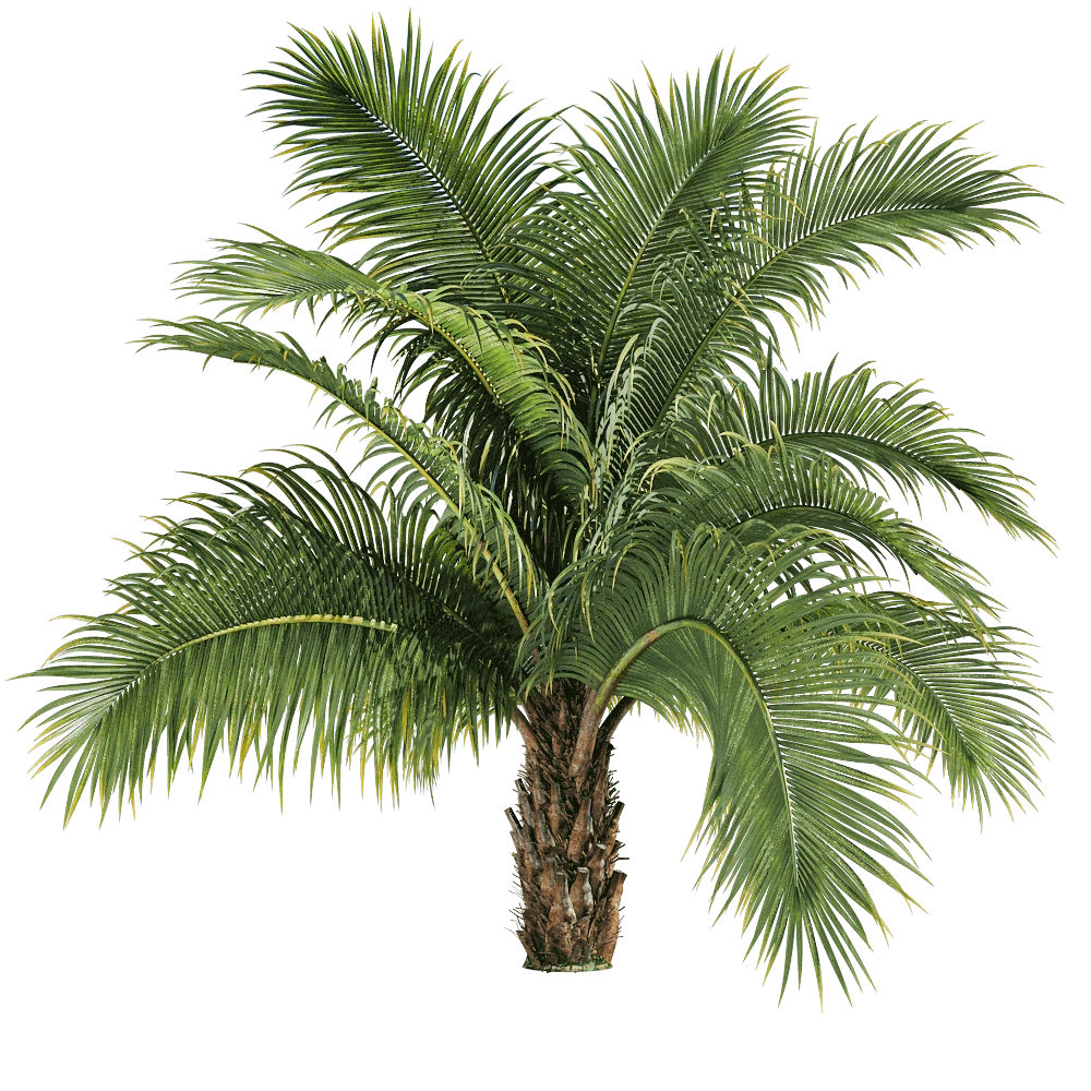 Tropical Palm Tree with Lush Green Fronds