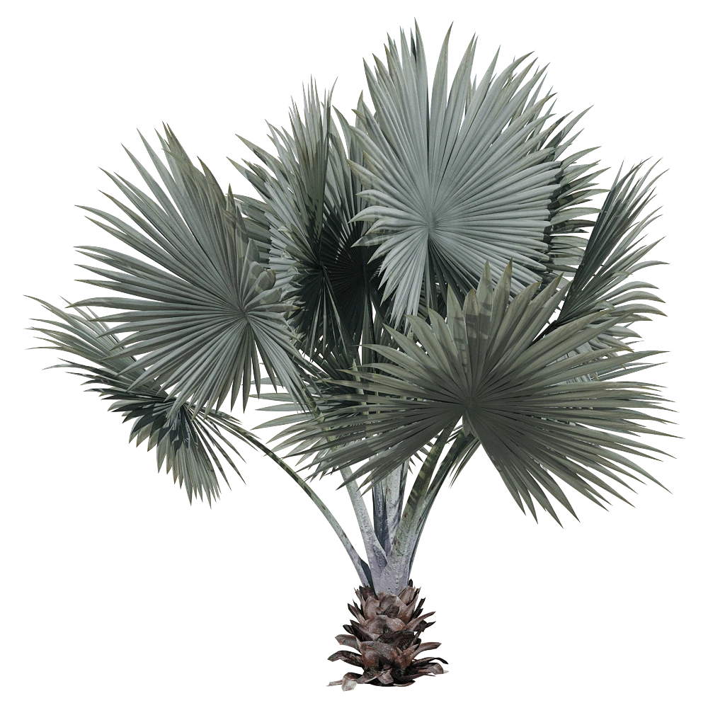 Bismarckia Nobilis Palm Tree with Silvery-Blue Fronds