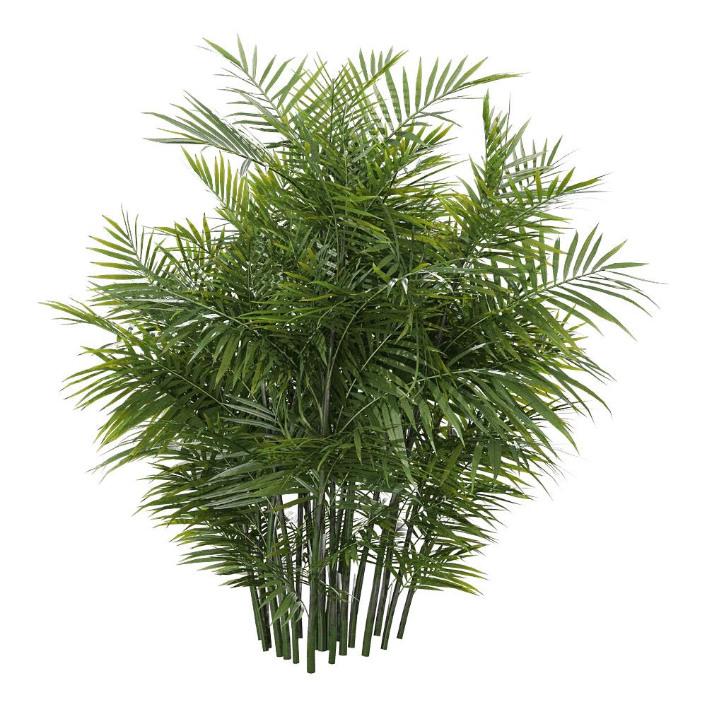 Plants 1