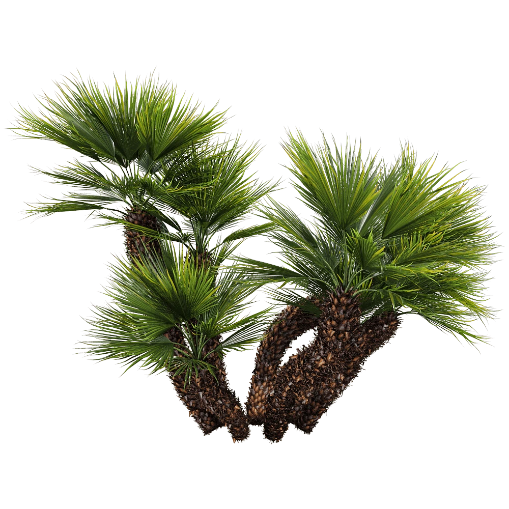 Multi-Stemmed Palm Tree with Fanned Fronds