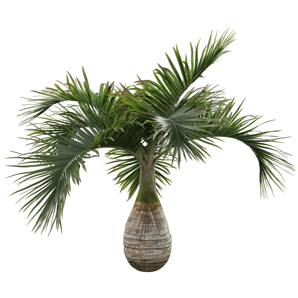Palm Tree Hyophorbe lagenicaulis with Swollen Trunk
