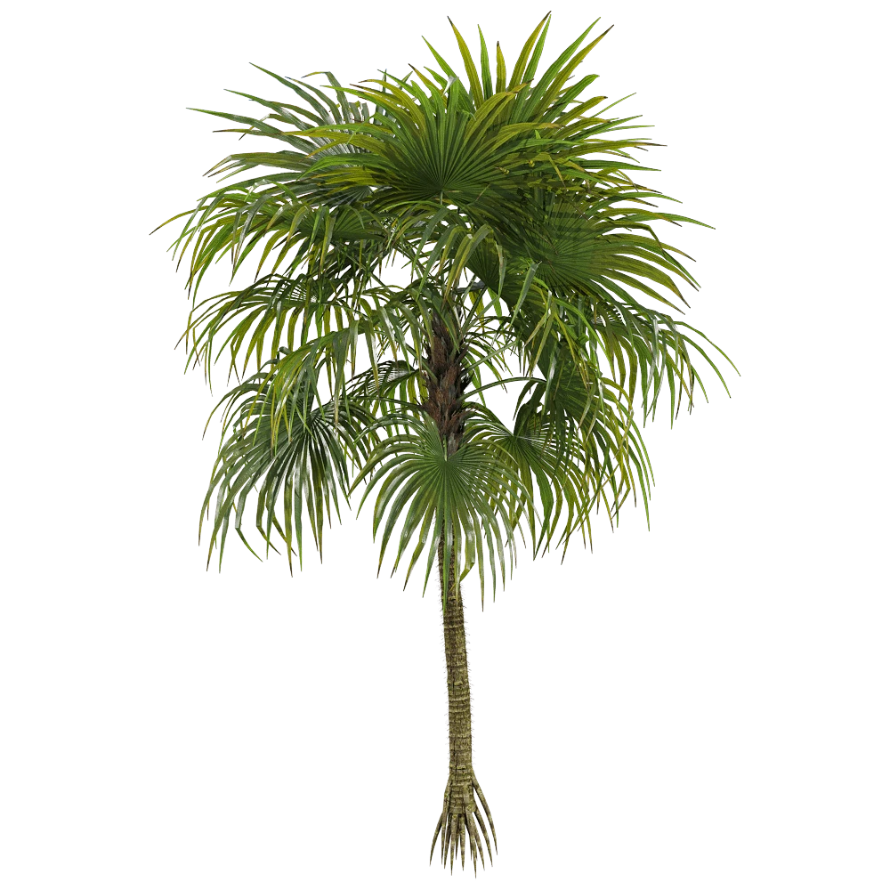 Cryosophila warscewiczii Palm Tree with Lush Green Foliage