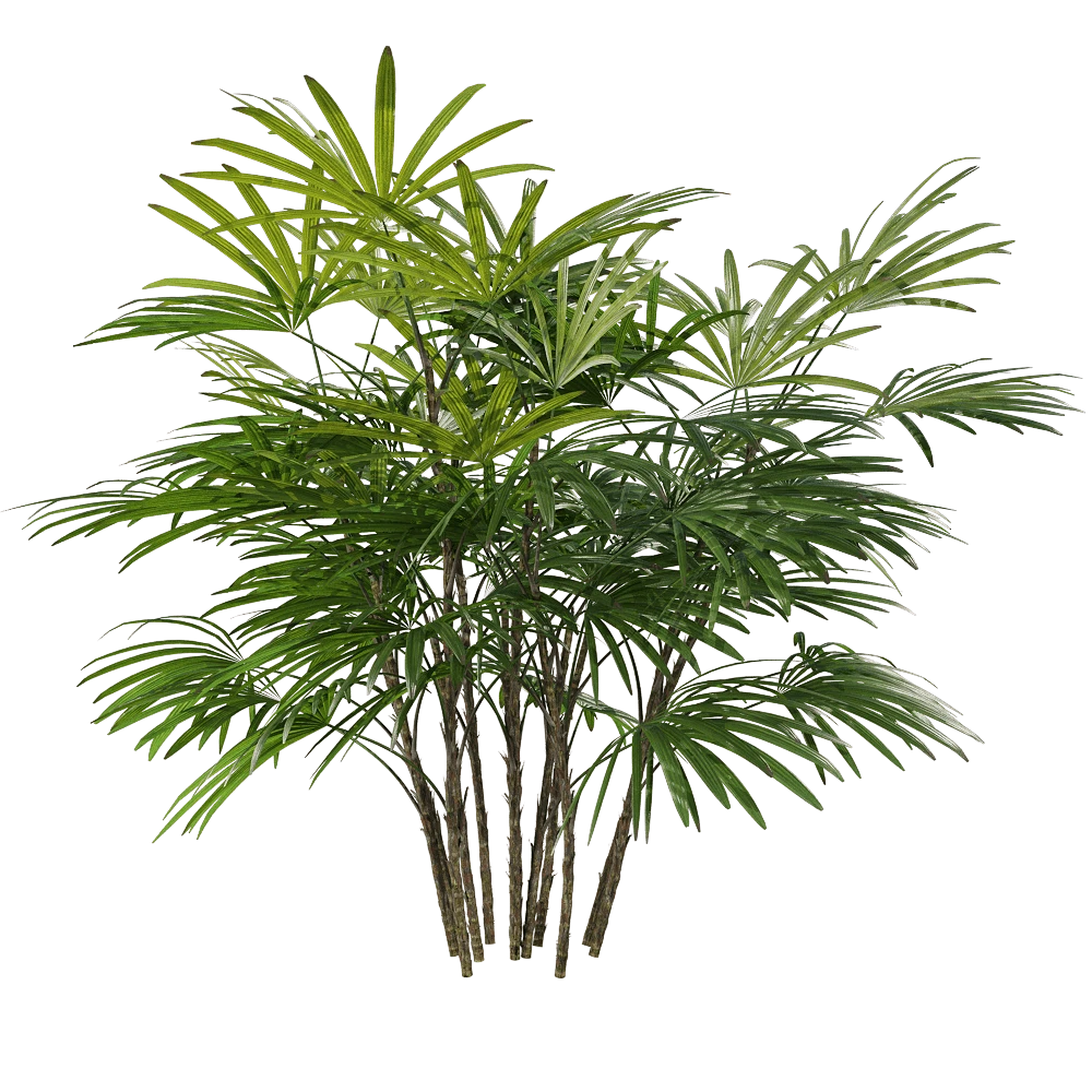 Rhapis humilis Plant with Fan-Shaped Leaves
