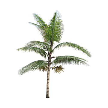 Plants 55 - Download the 3D Model (10613) | zeelproject.com