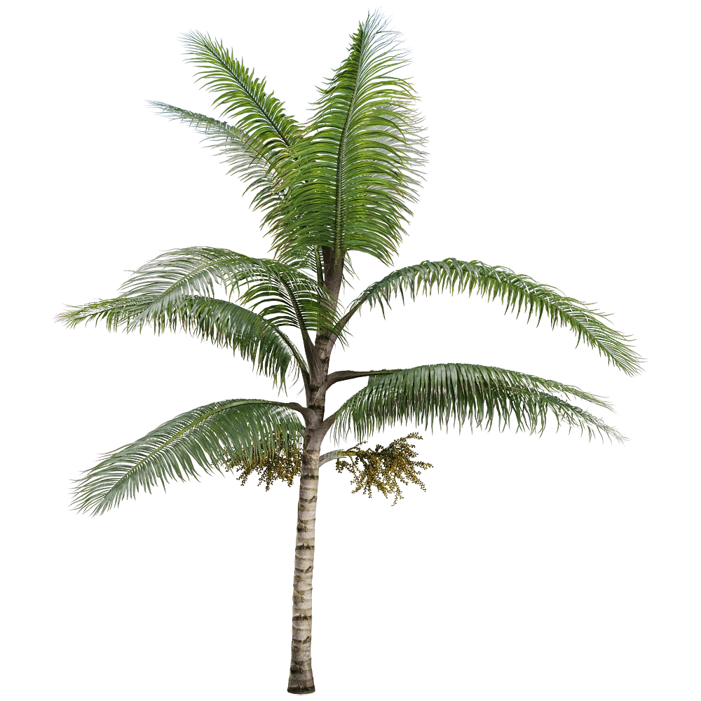 Acanthophoenix Crinita Palm Tree
