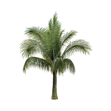 Plants 55 - Download the 3D Model (10613) | zeelproject.com