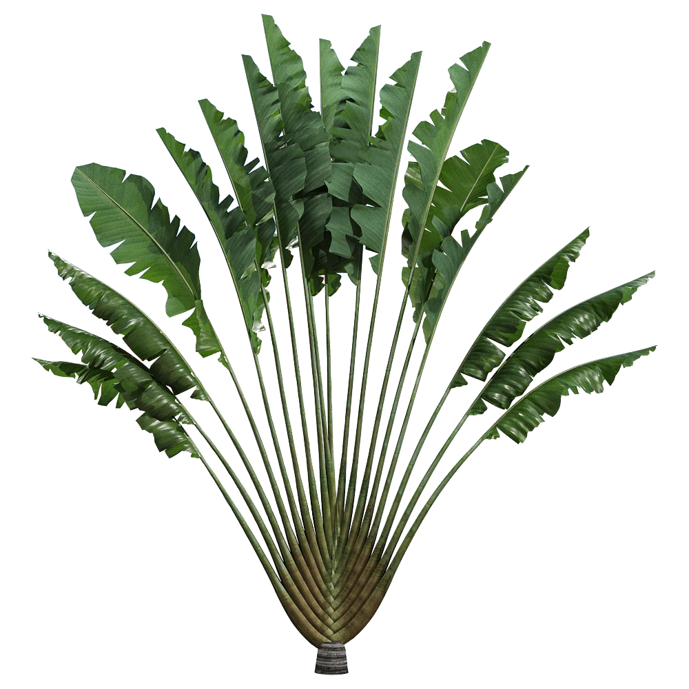 Ravenala madagascariensis Plant with Fan-shaped Leaves