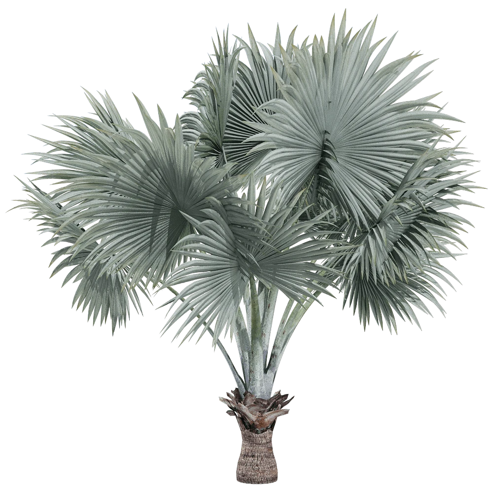 Palm Tree with Silvery-Blue Fronds