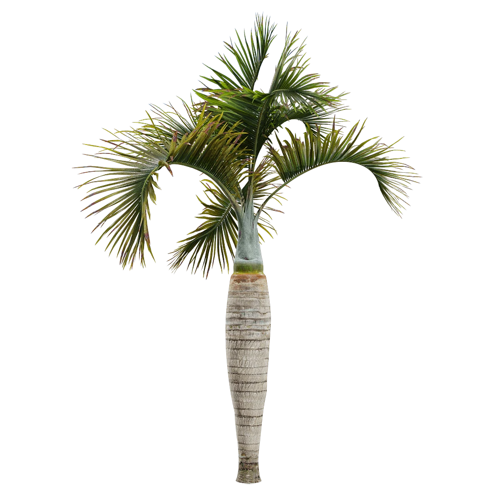 Palm Tree with Textured Trunk and Green Fronds