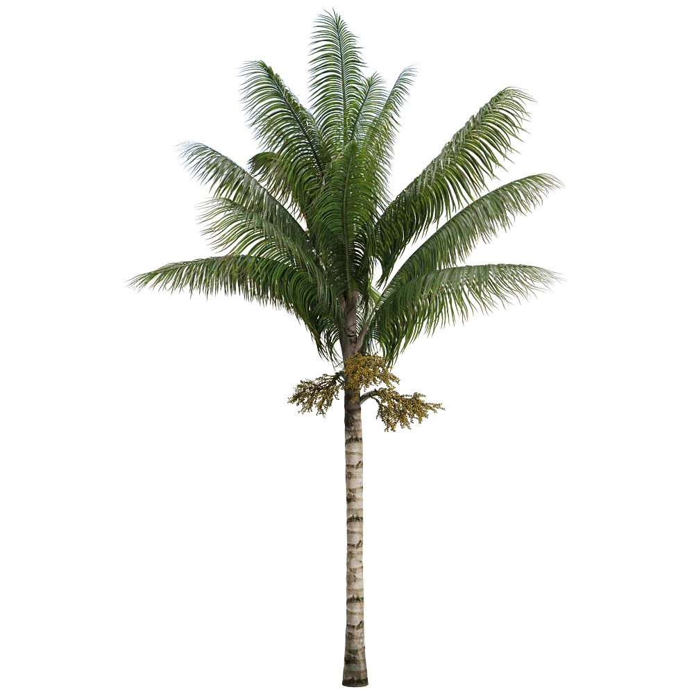 Palm Tree with Lush Green Fronds