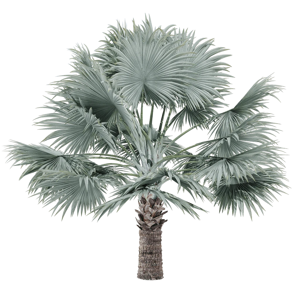 Bismarckia Nobilis Palm Tree with Silvery-Blue Fronds