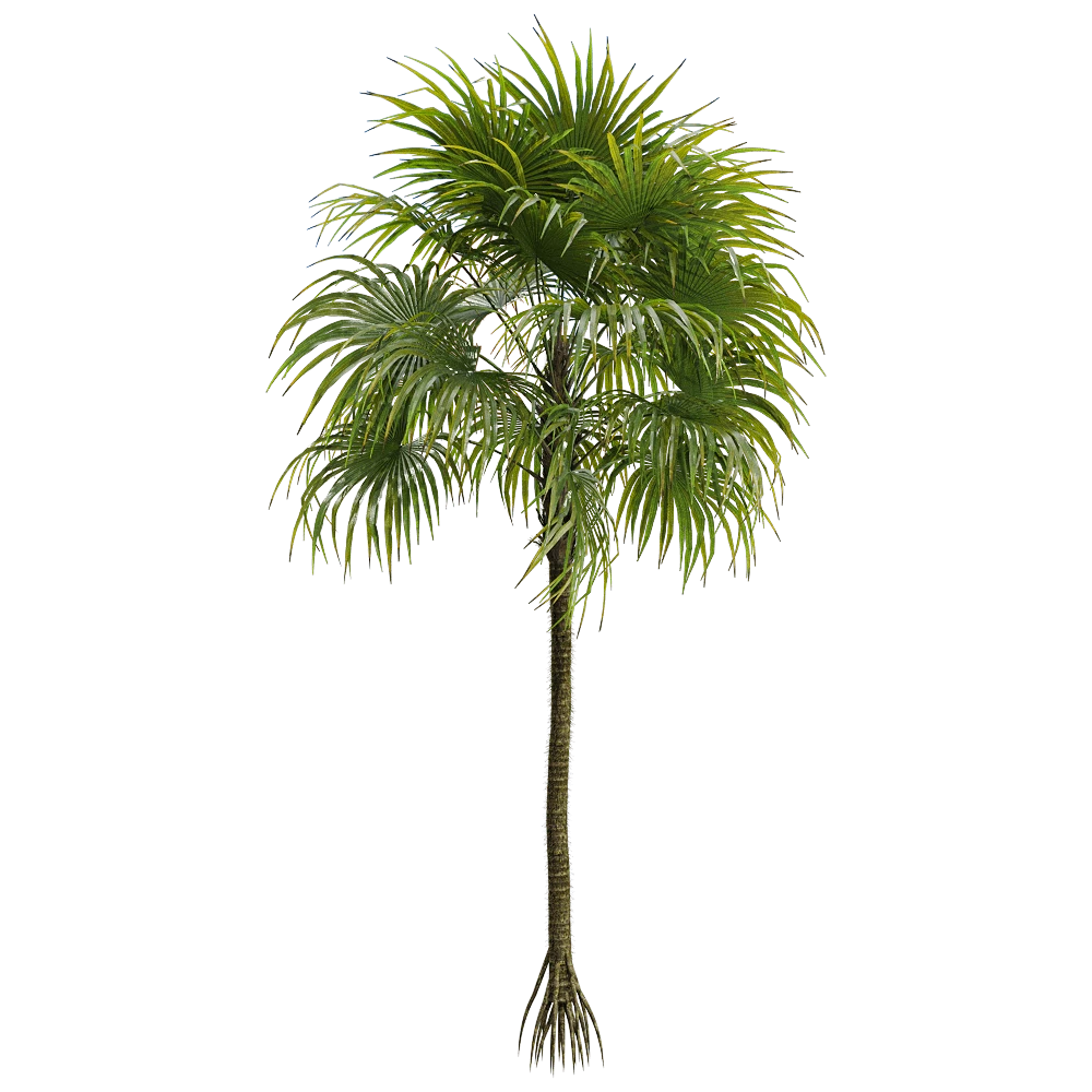 Palm Tree with Tropical Fan Fronds