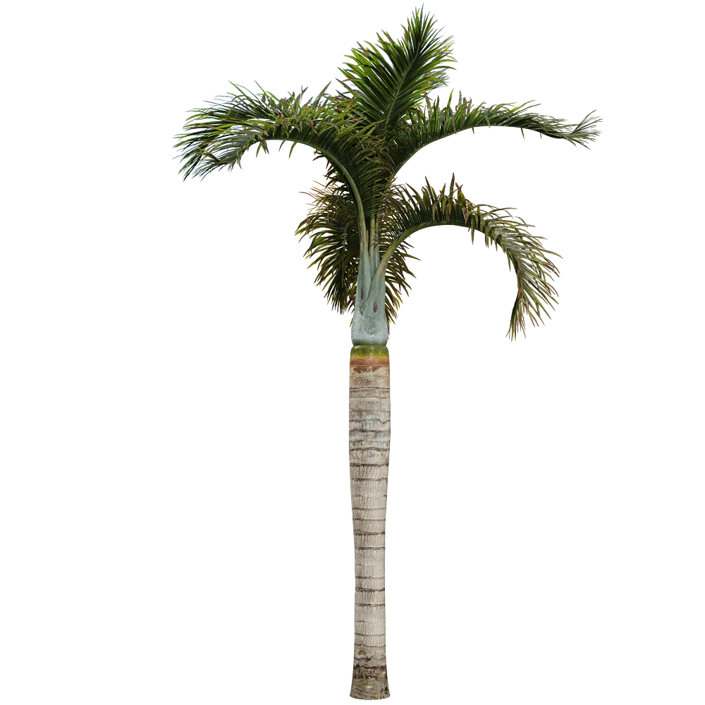 Hyophorbe lagenicaulis Palm Tree with Bottle-Shaped Trunk