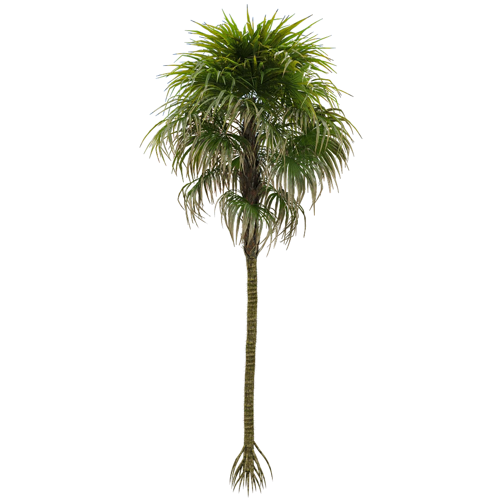 Cryosophila warscewiczii Palm Tree