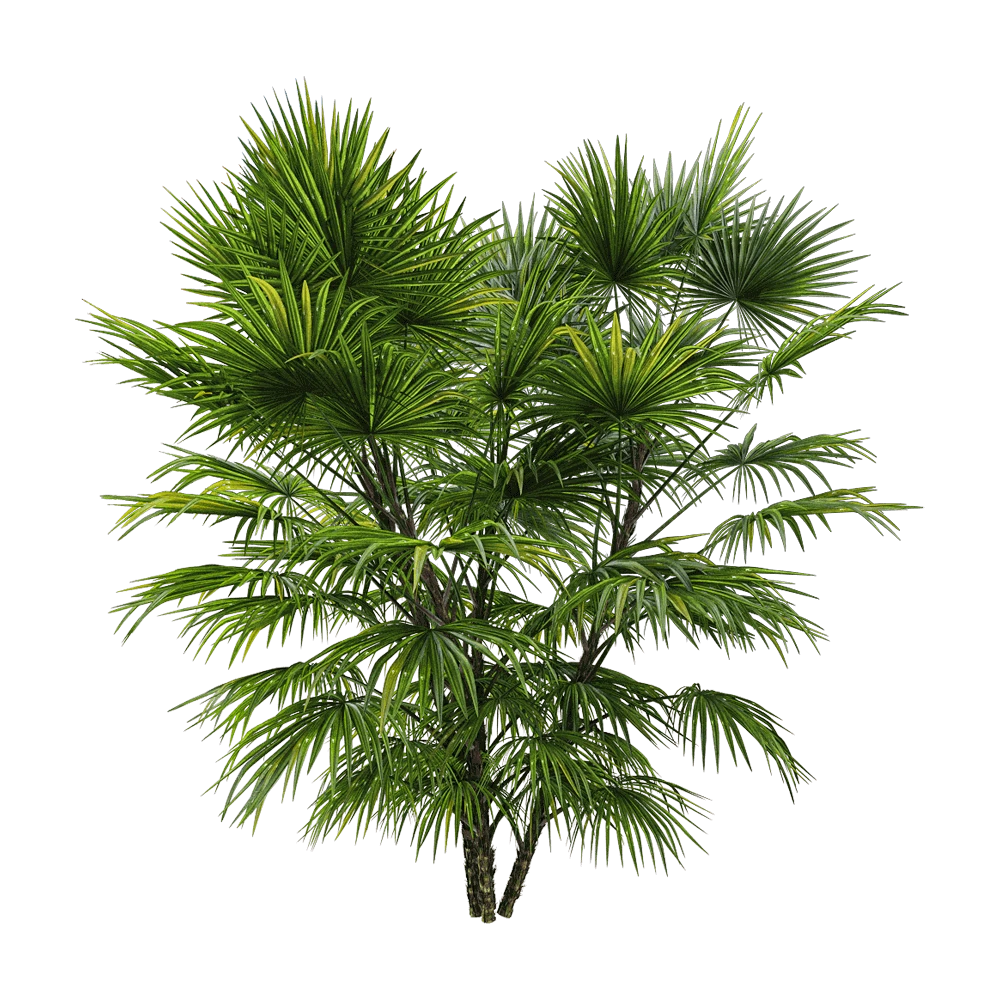 Palm Tree with Vibrant Green Fronds