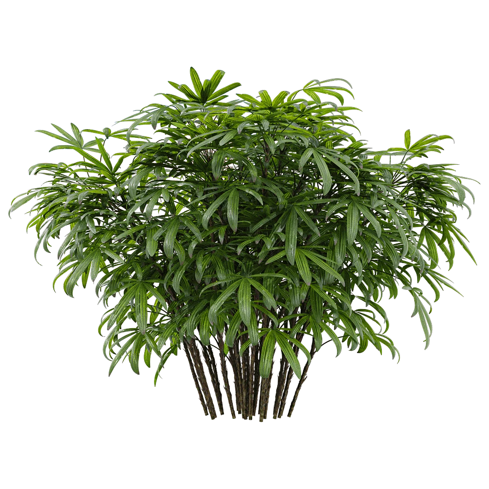 Chuniophoenix Humilis Plant with Lush Green Foliage